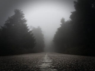 Misty empty road in the foggy forest during hiking, Parnitha, Greece