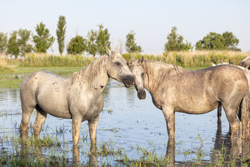 Horses in the marshes of the Camargue.