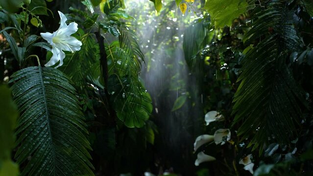 Colorful rain day in deep jungle