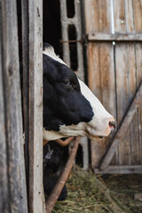 A cow standing in Zagroda in a small placement breeding (selective focus)