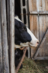 A cow standing in Zagroda in a small placement breeding (selective focus) © Jakub