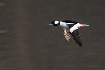 Bufflehead (Bucephala albeola) Duck in Flight