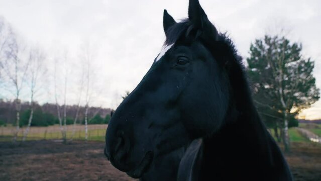 The shot shows a majestic friesian horse after a while another black horse emerges from behind his back. High quality 4k footage