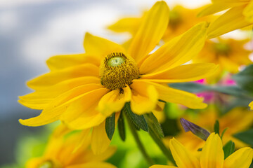 Beautiful yellow flower in southern France.