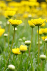 航空公園、こうくうこうえん、こうくう、こうえん、公園、春、花、空、青空、庭園、ガーデン、花畑、カラフル、可愛い、アウトドア、野外、屋外、暖かい、緑、植物、自然、綺麗、美しい、夢、