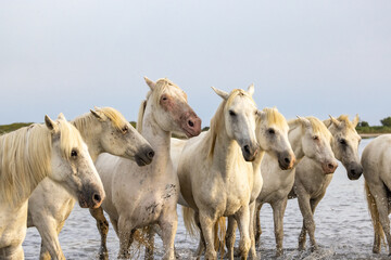 Herd of horses wading through the marshes of the Camargue.