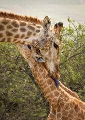 Giraffe mother grooming her young calf