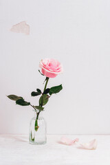 Pink rose in glass vase against the backdrop of a shabby white wall . Vintage card, copy space for text