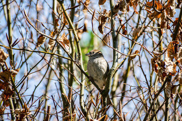 Sparrow close-up on a tree branch against the blue sky. Spring landscape with a small gray bird.