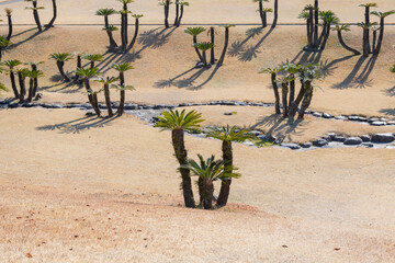 ソテツ　吉野公園	