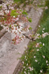 ソメイヨシノ、桜、櫻、さくら、サクラ、cherry blossoms、ピンク、春、花、植物、アウトドア、空、菜の花、川、花びら、ピンクの川、東川、あづま、日本、風景、景色、流れる、水、枝、木、自然、サクラと菜の花、桜と菜の花、綺麗、可愛い、春の終わり、花筏、花いかだ、いかだ、花の川、