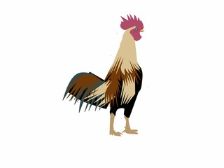 rooster isolated on white background