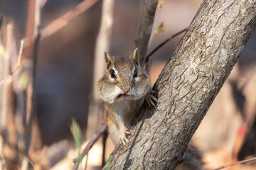 Naklejka na ściany i meble Caught in the Cookie Jar. A Chipmunk (Tamias striatus) looks with startled panic at being caught with a mouthful. This tiny squirrel with cheeks full food; nuts and seeds. Minnesota. Landscape