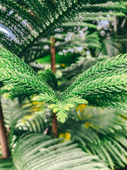 Hoja de árbol pino, en contraste con la naturaleza