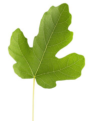 fig leaf isolated on a white background