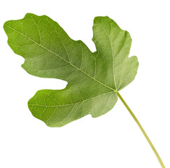 fig leaf isolated on a white background