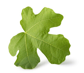fig leaf isolated on a white background