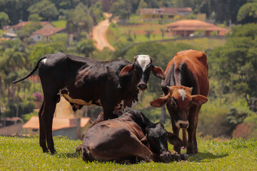 Cows standing in the pasture on the farm