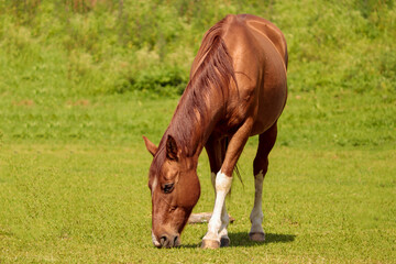 beautiful horse eating grass in the pasture