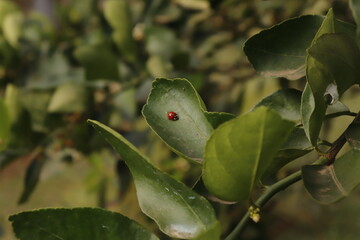 ladybug on top of tree leaf