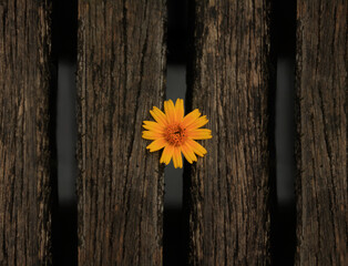 Yellow flower between wooden floor