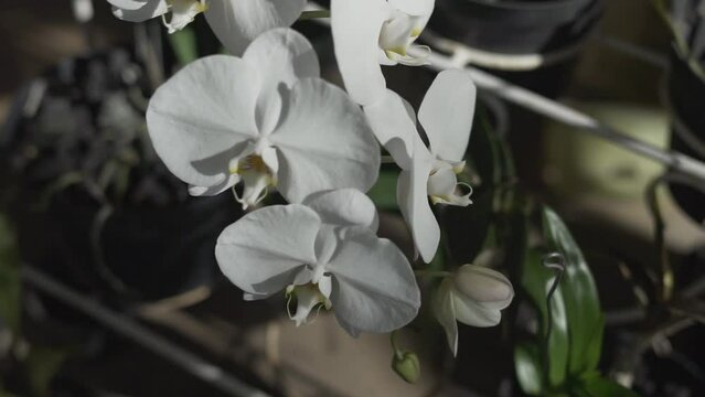 Indonesian Anggrek bulan or blooming and florets bud white orchid flowers (Phalaenopsis amabilis) selective focus.