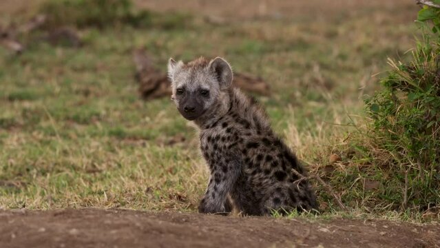 Slow motion video of a baby wild spotted hyena in Kenya