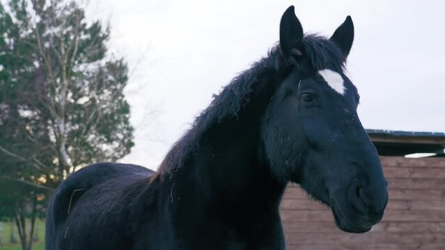 Black Friesian horse outdoor shot. Close-up. A white spot on the horse's head. High quality 4k footage
