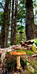 mushrooms in the forest