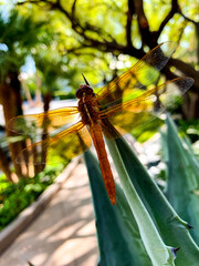 dragonfly on the leaf
