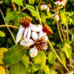 Pineapple Guava flowers