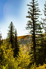 sunset in the forest