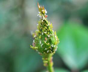 Aphids (macrosiphum rosae) on a rose