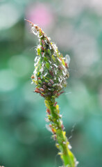 Aphids (macrosiphum rosae) on a rose