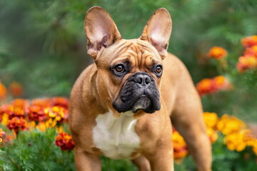 Cute purebred french bulldog among flowers. Dog portrait at summer nature.