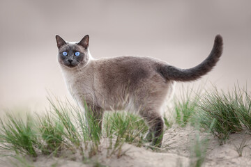 Young purebred thai cat walking on sandy beach outdoors