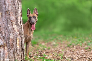 Young funny malinois breed dog with tongue out hiding behind tree trunk at summer nature