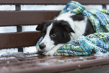 Sad dog of border collie breed lying down on bench, covered with a blanket in a cold winter nature