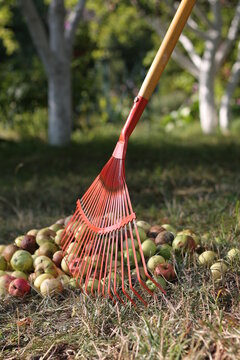 red rake against background of huge pile of raked fallen overripe apples in summer garden