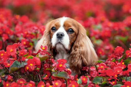 Beautiful dog of cavalier king charles spaniel breed among red flowers in summer
