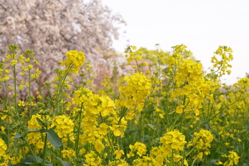 ソメイヨシノ、桜、菜の花、アウトドア、春、ピンクと黄色、ピンク、黄色、空、明るい、背景、背景画像、フレーム、バックグラウンド、日本、風景、公園、庭園、広い、航空公園、埼玉、景色、花、咲く、満開、植物、自然、ナチュラル、綺麗、可愛い、癒し、白い、あかるい