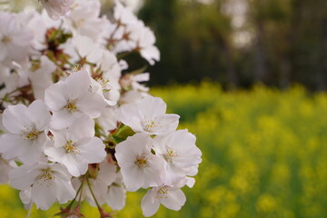 Obraz premium ソメイヨシノ、桜、菜の花、アウトドア、春、ピンクと黄色、ピンク、黄色、空、明るい、背景、背景画像、フレーム、バックグラウンド、日本、風景、公園、庭園、広い、航空公園、埼玉、景色、花、咲く、満開、植物、自然、ナチュラル、綺麗、可愛い、癒し、白い、あかるい