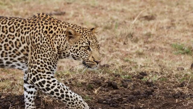 Slow motion, close up video of a leopard walking in Kenya