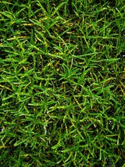 green grass texture