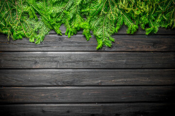 Christmas firtree branches.