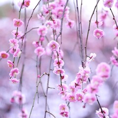 美しい枝垂れ梅