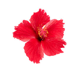 red hibiscus isolated on transparent png - obrazy, fototapety, plakaty