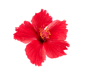 red hibiscus isolated on transparent png