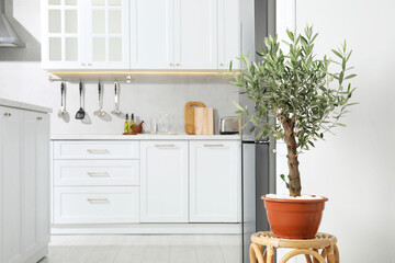 Beautiful potted olive tree in stylish kitchen