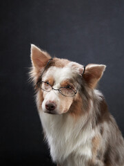funny on dog in glasses. Charming border collie. pet in the studio on black